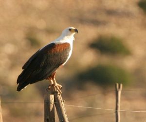 Fish-Eagle