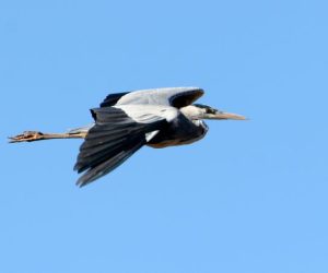 Grey-Heron